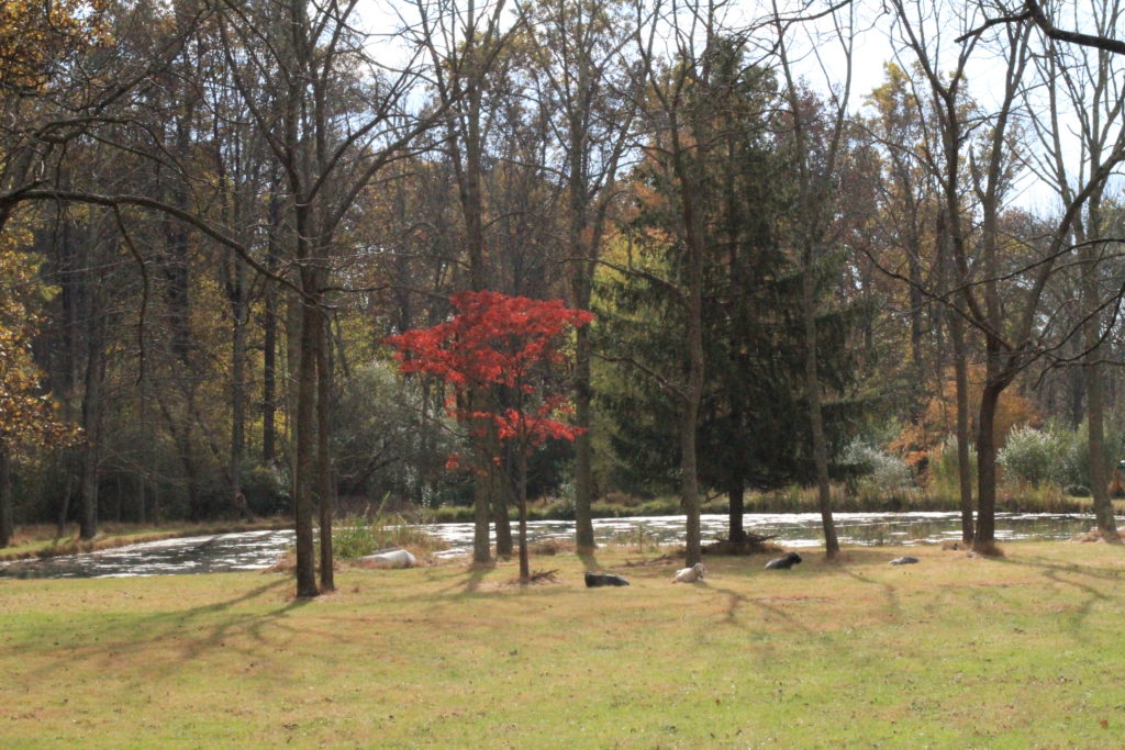 Dancing Waters Farm - Goats and Fall Foliage