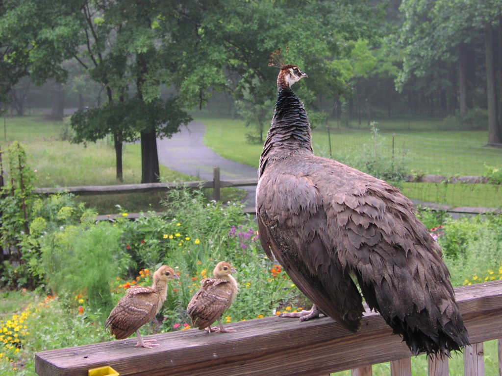 Dancing Waters Farm - Calliope and Peachicks on Front Railing