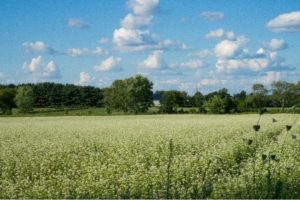 Tutorial - Converting Cropland Into Pasture