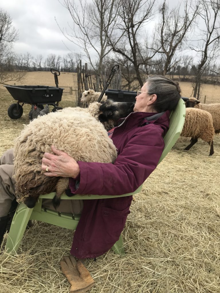 Snuggly Shetland sheetp